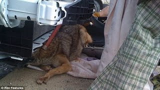 One Tough Coyote